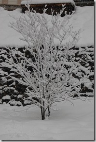 Snow 165