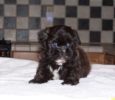 [Bonnie's Blue Male[3].jpg]