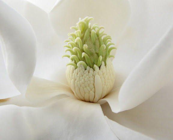 My Macro Photos 09 - 10
