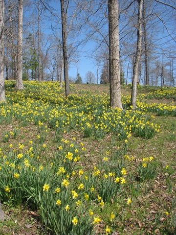 [Daffodil gardens 015[2].jpg]