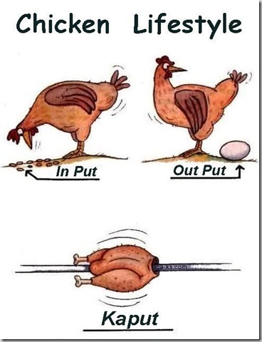 ChickenLifeCycle 1