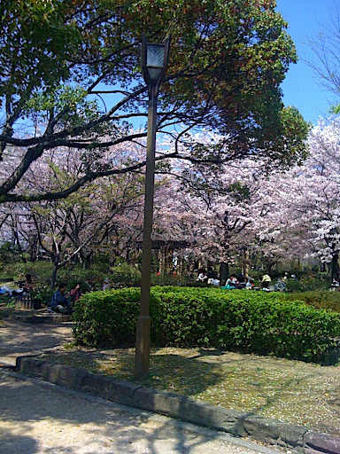 Sakura in Himeji Castle Park