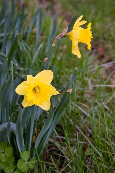 daffodils-anyway