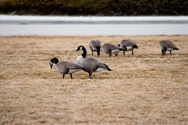 Canada-geese