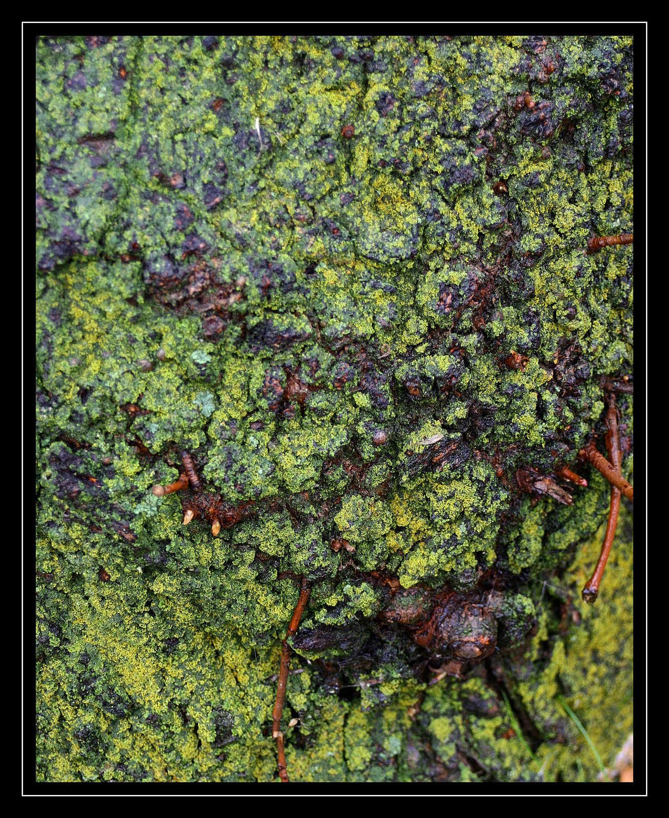 [tree moss[3].jpg]