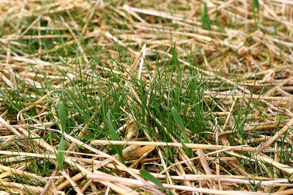 baby grass