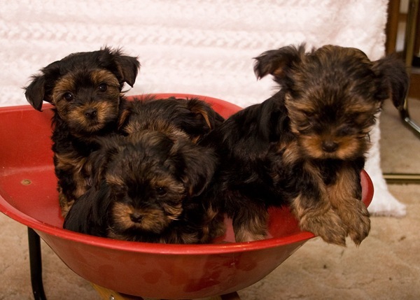 puppies-in-a-barrow