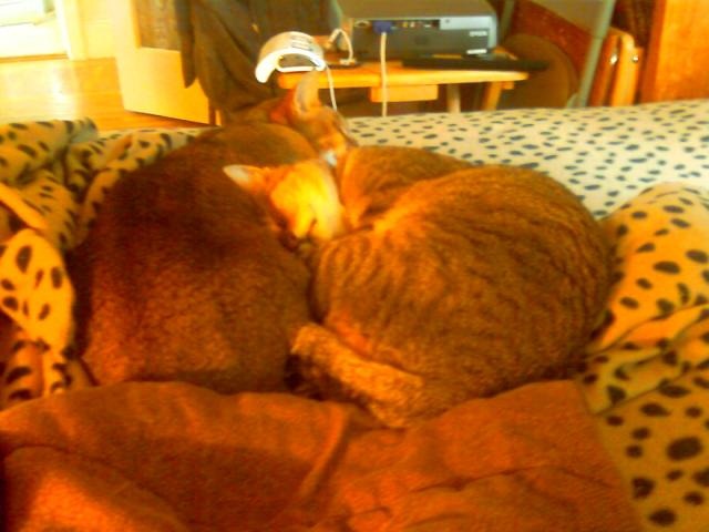 [meditating kitties[3].jpg]
