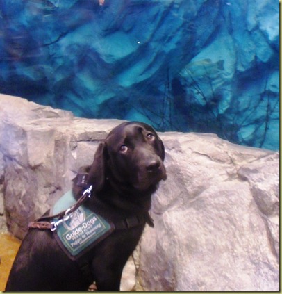 Sheba sitting in front of the wall tank.