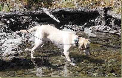 Reyna standing perfectly still in the water looking down through the water to find the perfect rock.