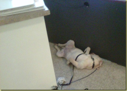 Vienna laying in a corner on a tie down sound asleep on her back.