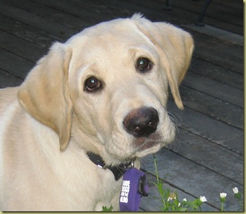 Close up photo of Reyna when she was a puppy.