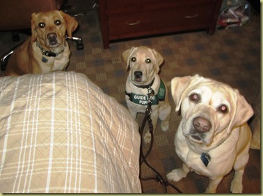 All three pups in a sit looking at the camera.