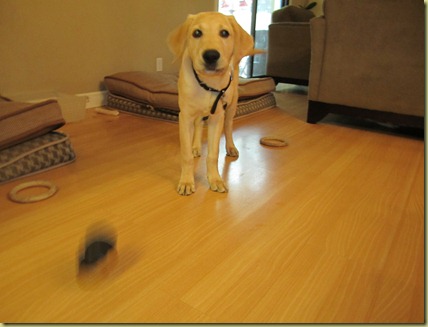 Perez throwing his Kong and watching it bounce on the floor.