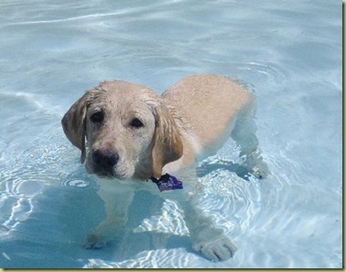 Reyna when she was a little puppy standing on the steps of the swimming pool cooling off!