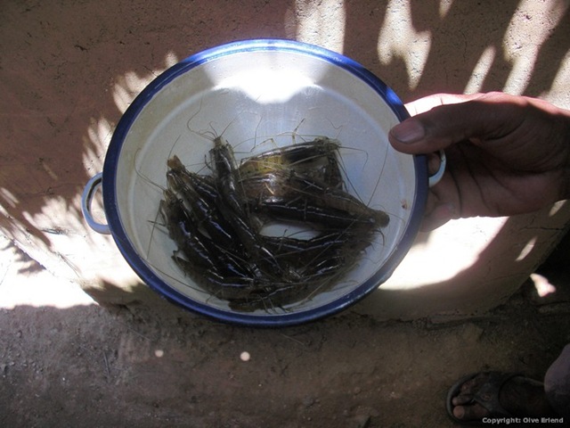 [Olve012.jpg]