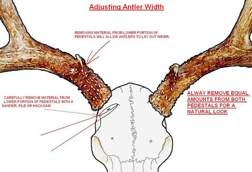Antler removal from skull? | Bushcraft USA Forums