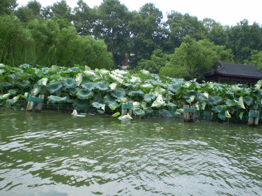 The Lily Farm
