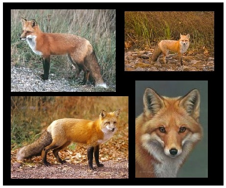 [foxes6.jpg]
