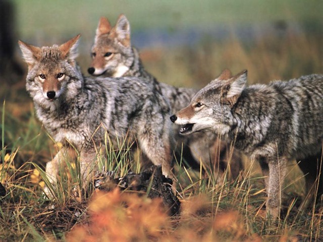 [coyotes[3].jpg]