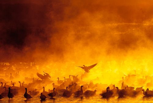 geese-at-sunrise-bosque-nm-9i-12-07.jpg.jpeg