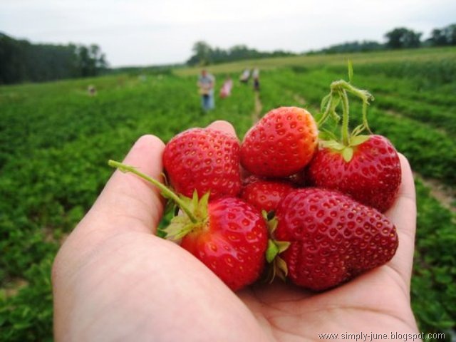 [Strawberry1[5].jpg]