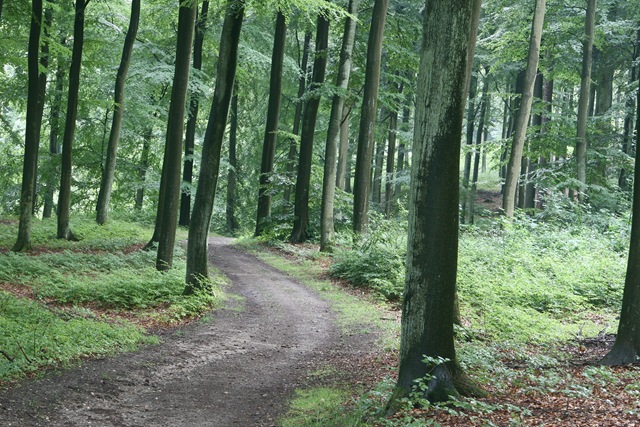 [tree path[7].jpg]