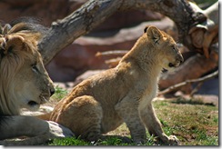 Large male lion with lion cub