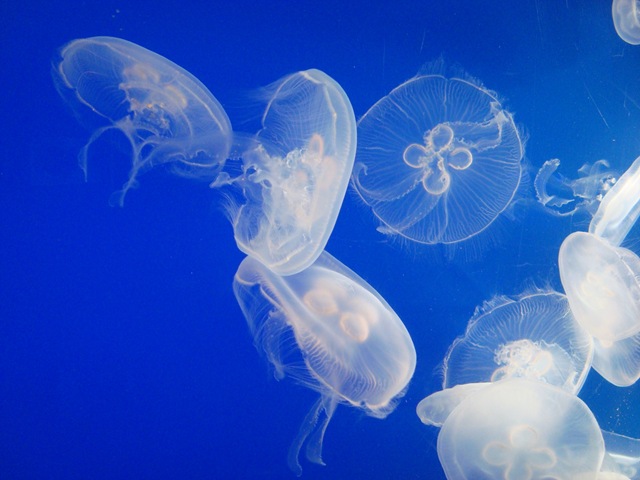 [jellyfish[2].jpg]