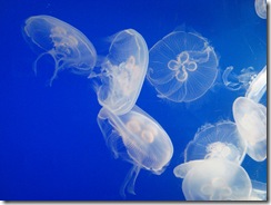 jellyfish