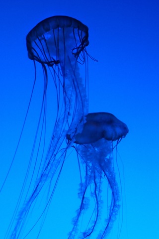 [jellyfish 3[5].jpg]