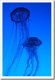 jellyfish 3