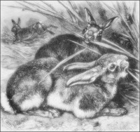 [rabbits_2[5].jpg]
