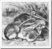 rabbits_2