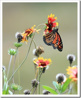 monarch on flower