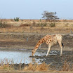 girafe au p n w extreme-nord.jpg