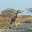 girafes au p n w extreme-nord.jpg