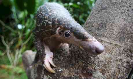 Workshop hold in Singapore for charge of pangolins