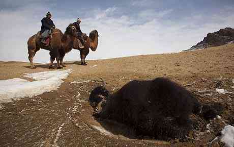 Death stalks the solidified land of Genghis Khan