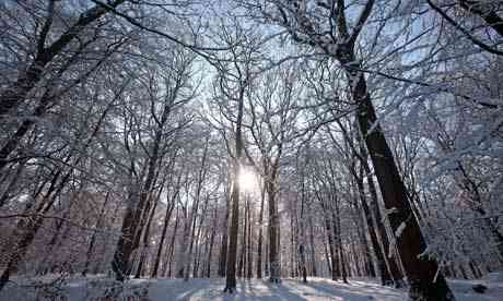 Snow in the Forest of Dean