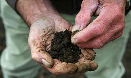 A gardener binds a little dirt 