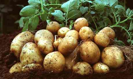 Brussels authorises flourishing GMO Amflora potato in Europe
