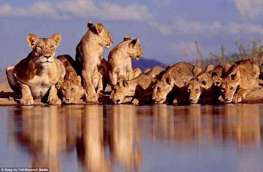 Greg du Toit