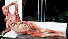 plastination plastination