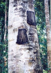 tree_burial tree_burial