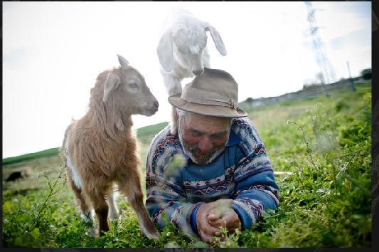 [romanian goats[3].jpg]