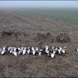 42 birds.jpeg