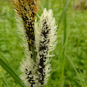 Black sedge