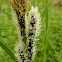 Black sedge