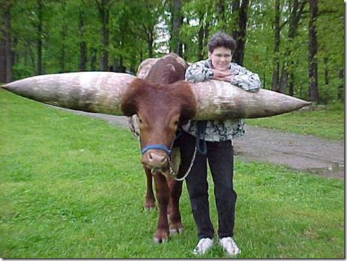 Animal with Big Horn (4)